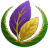 Platinum Pine